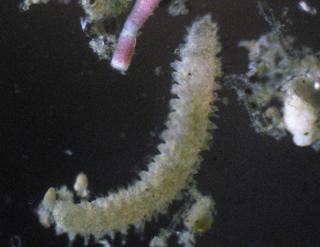 Anellidi policheti quasi microscopici